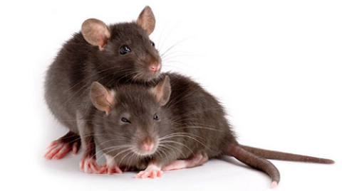 What You Should Know About Lassa Fever Disease